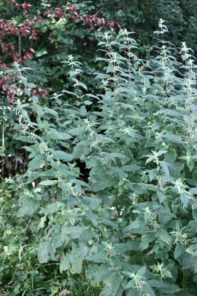 Nettles