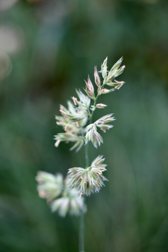 Meadow Grass