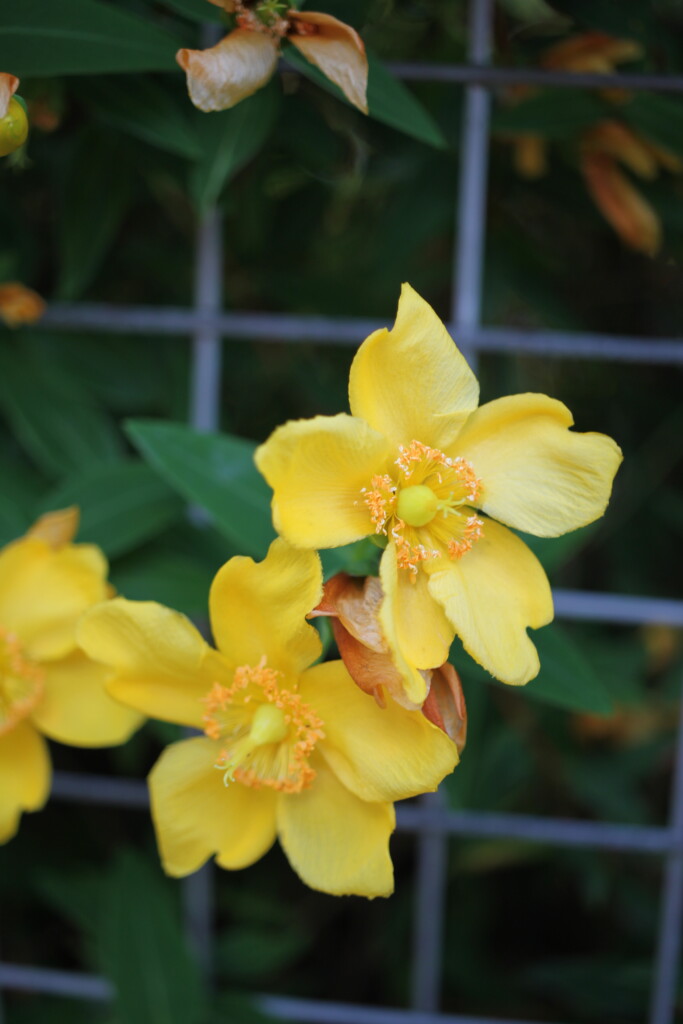 St John's Wort