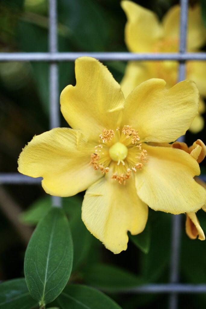 St John's Wort
