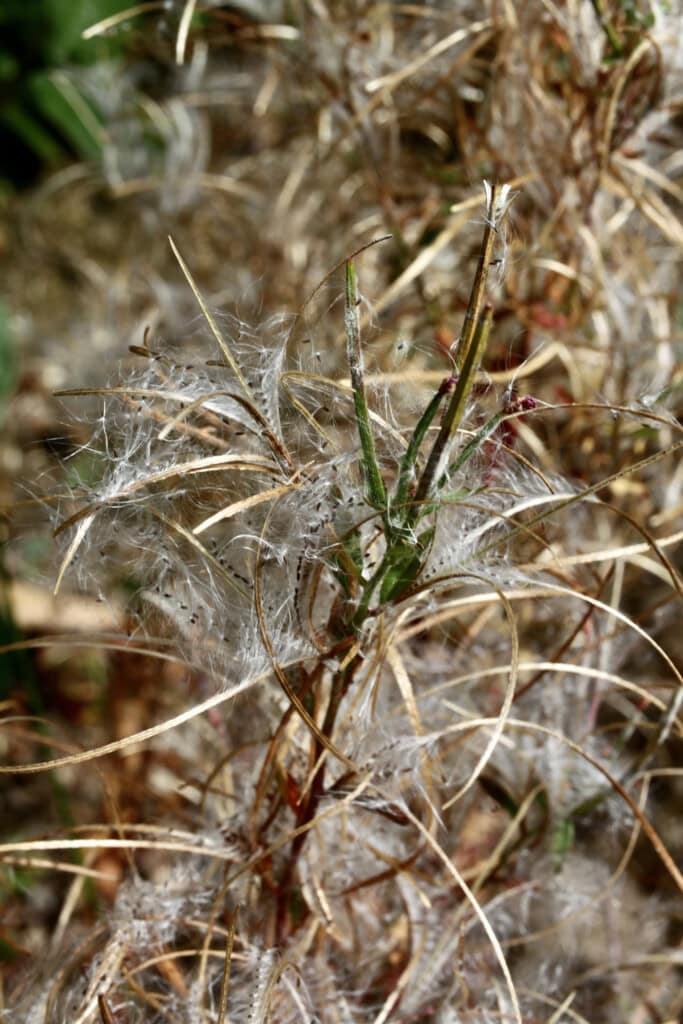 Wishes plant