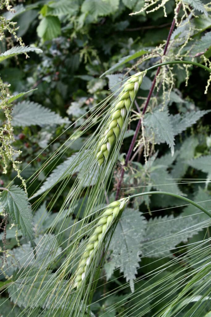 Emmer wheat