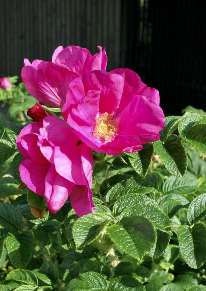 Pink rose