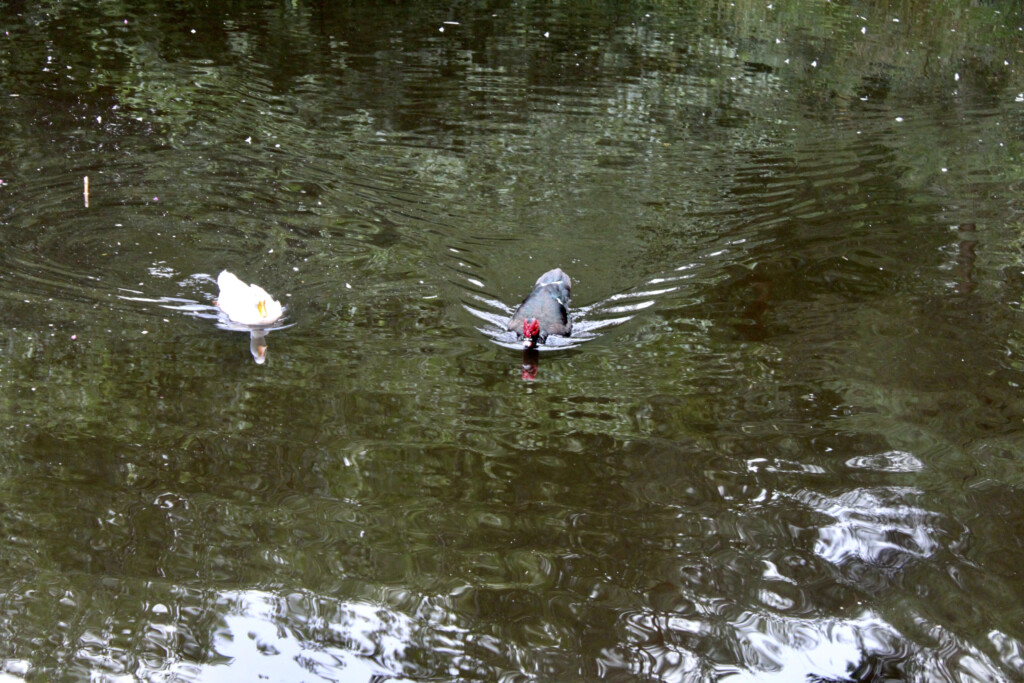 Eider duck & muscovy duck