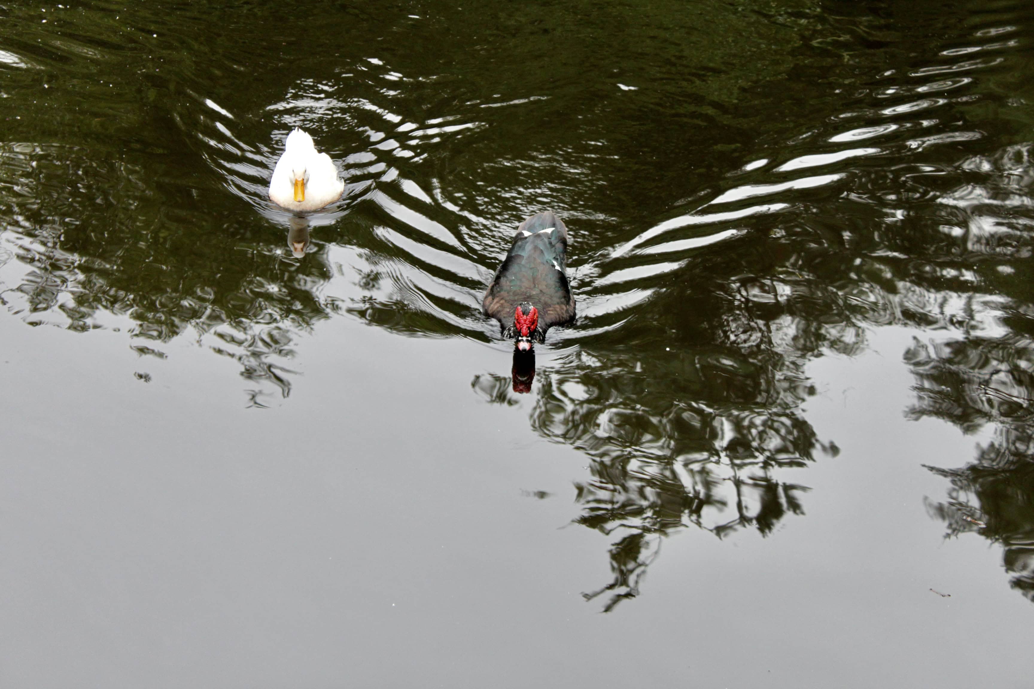 Duck Race — Water Water Everywhere #94