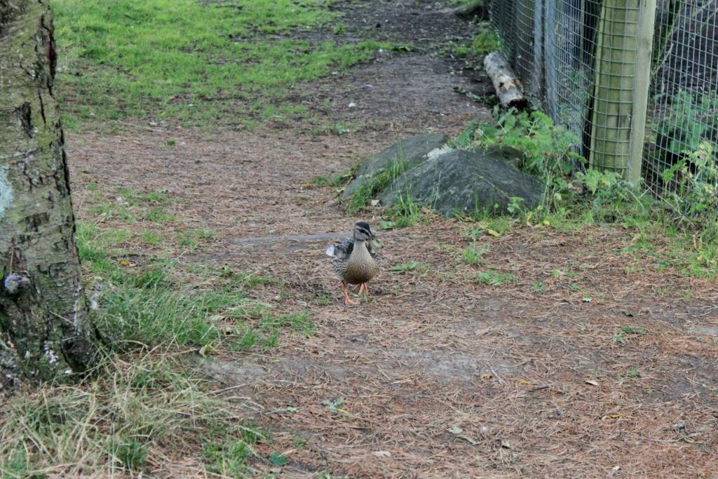 Female mallard duck at Palacerigg Country Park