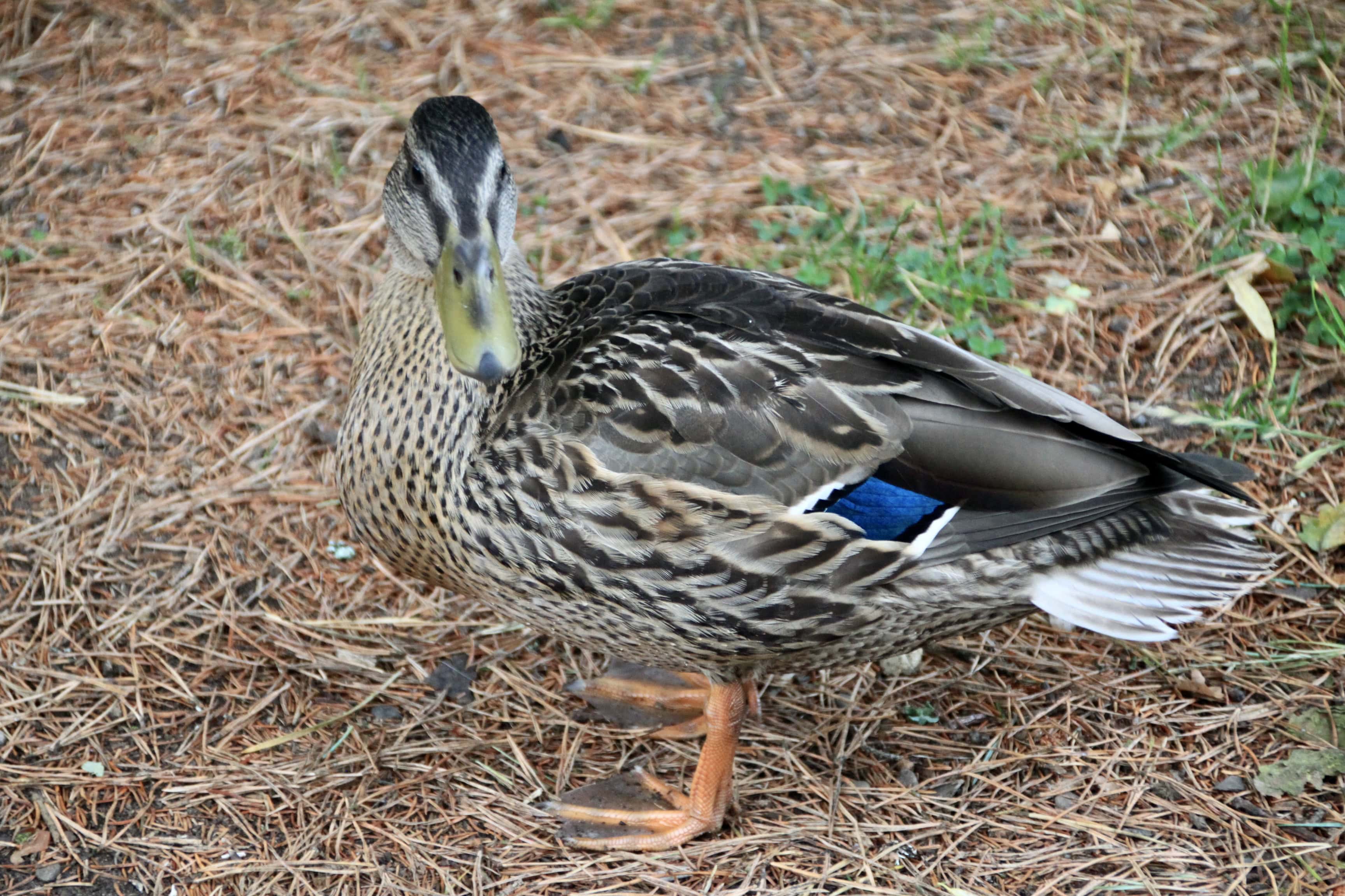 Mallard — Monday Portrait Aug 30