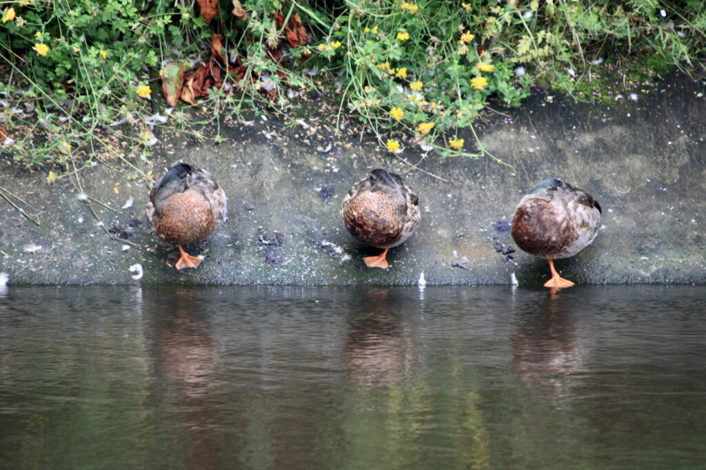 Sleeping mallards