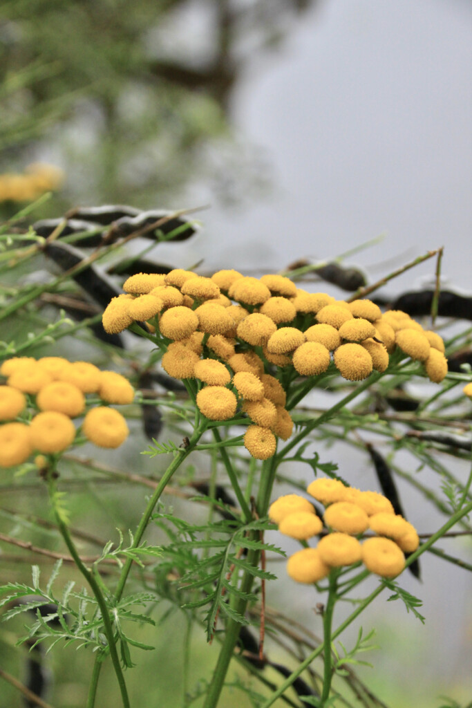 Tansy