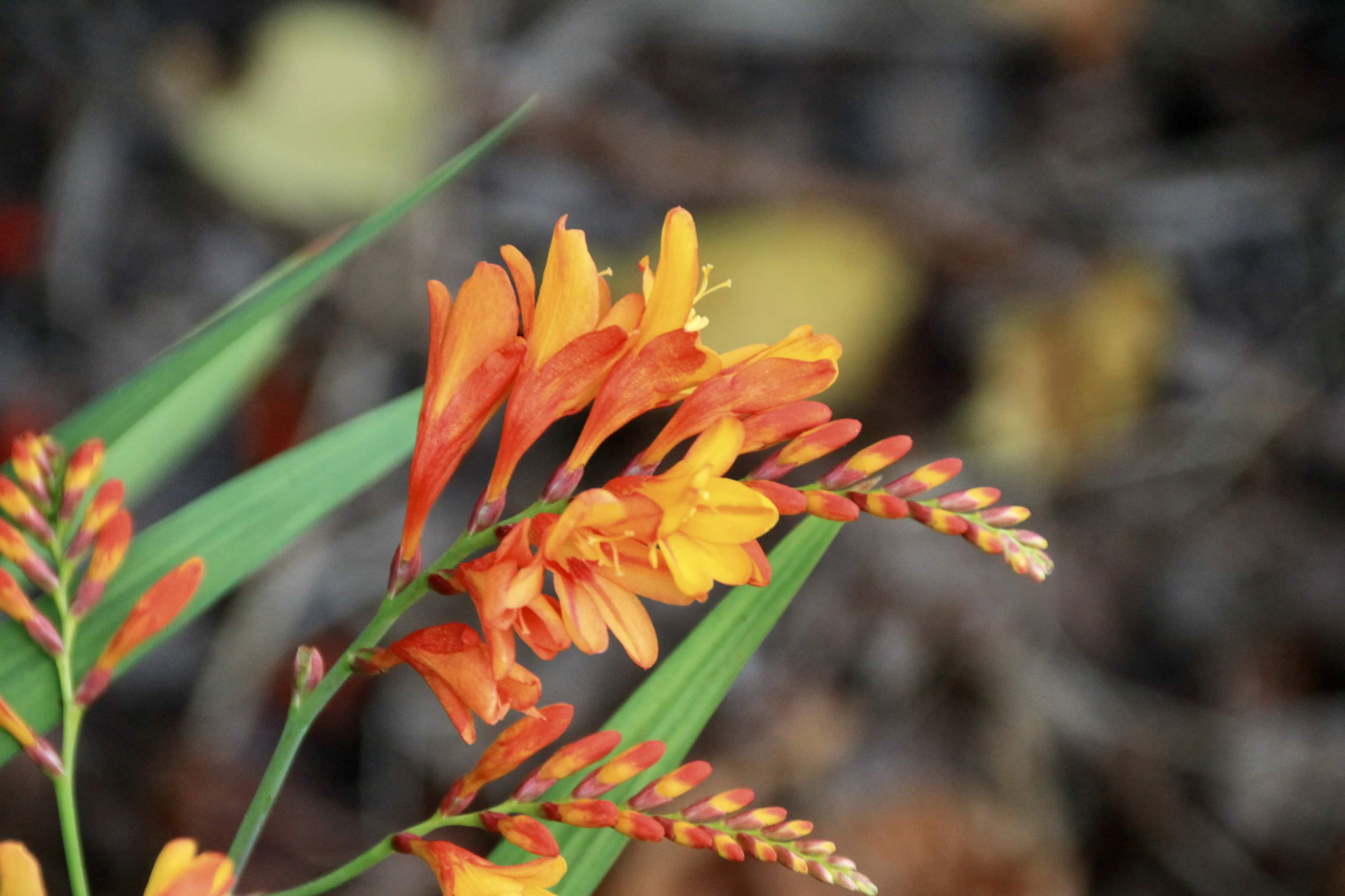 Montbretia — FOTD Aug 20