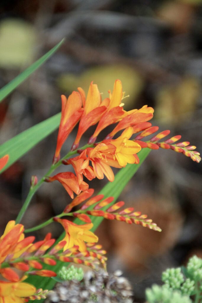 Montbretia 