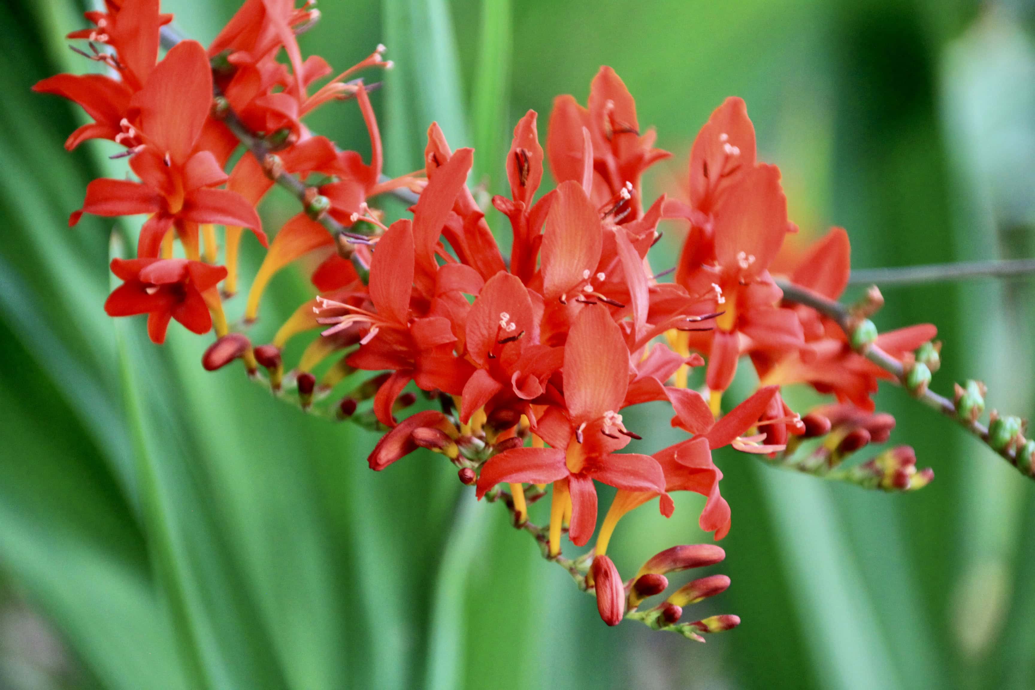 Montbretia — FOTD Aug 22