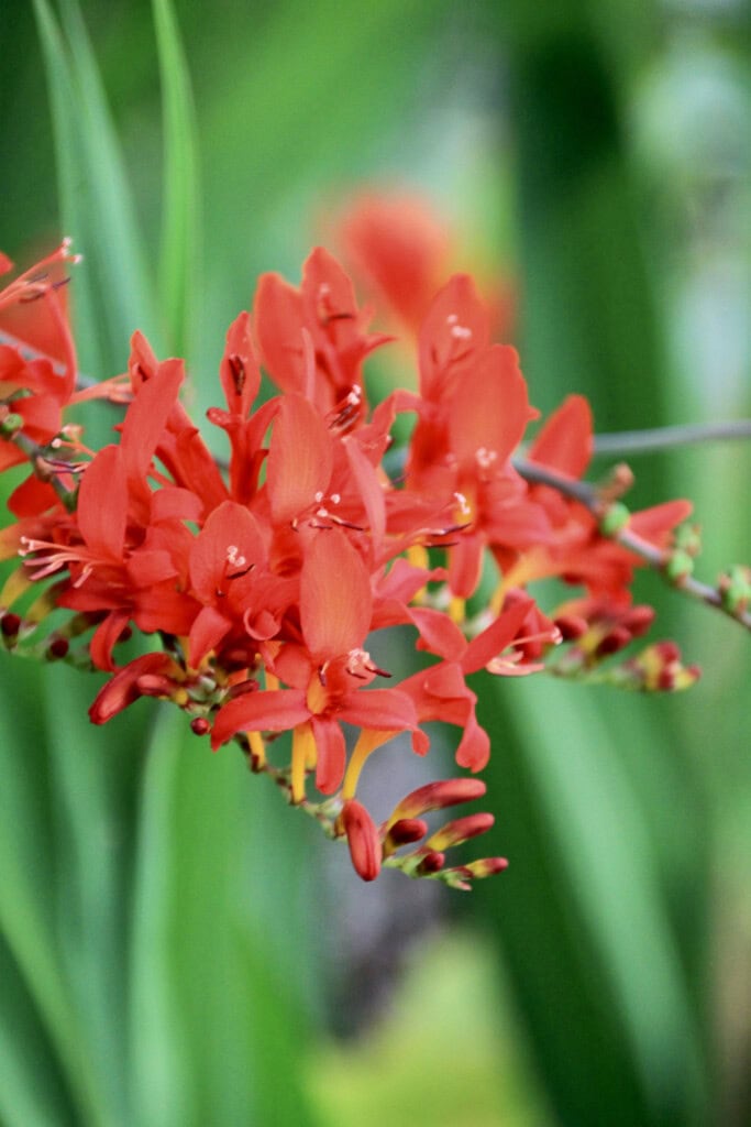 Montbretia