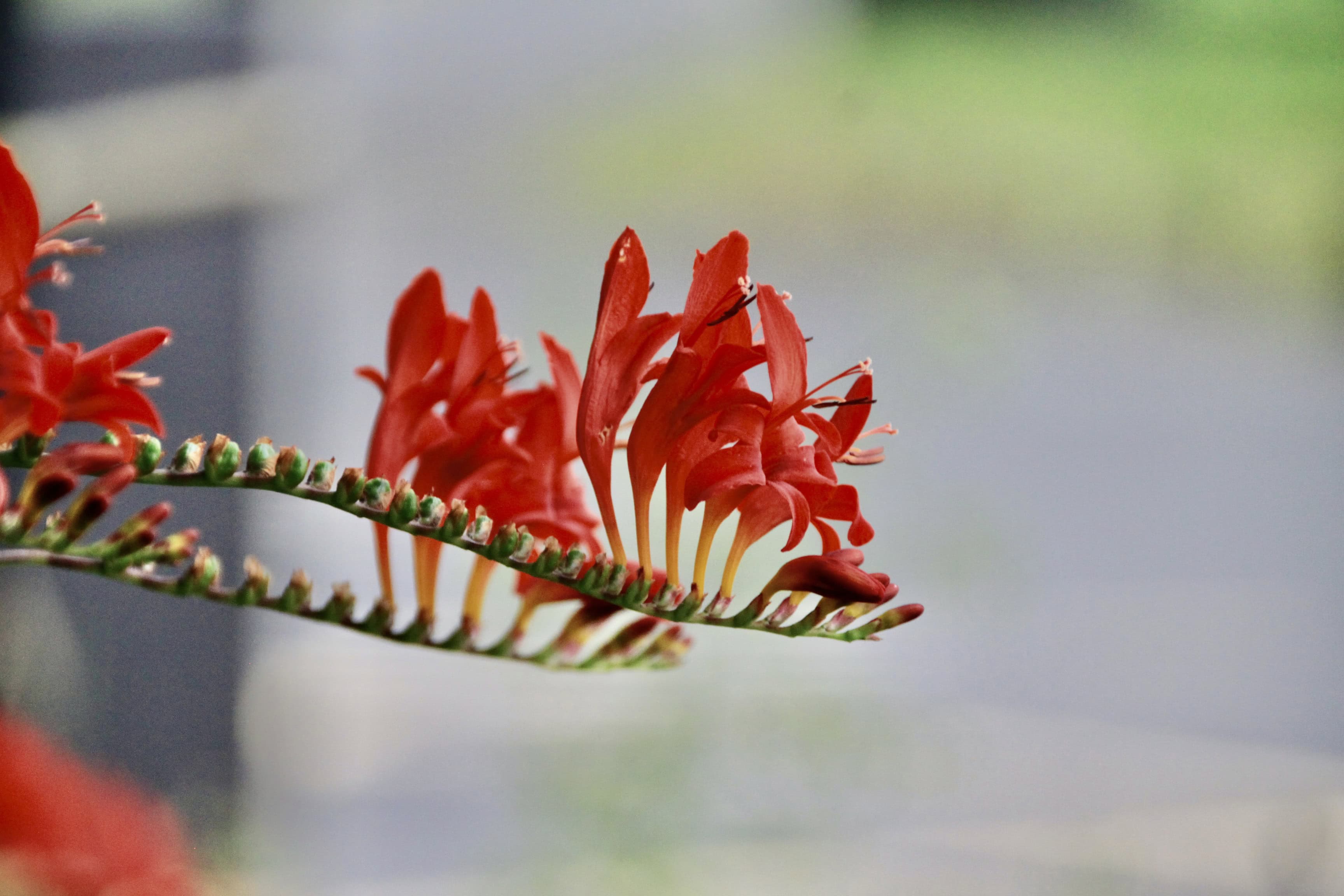 Montbretia — FOTD Aug 24