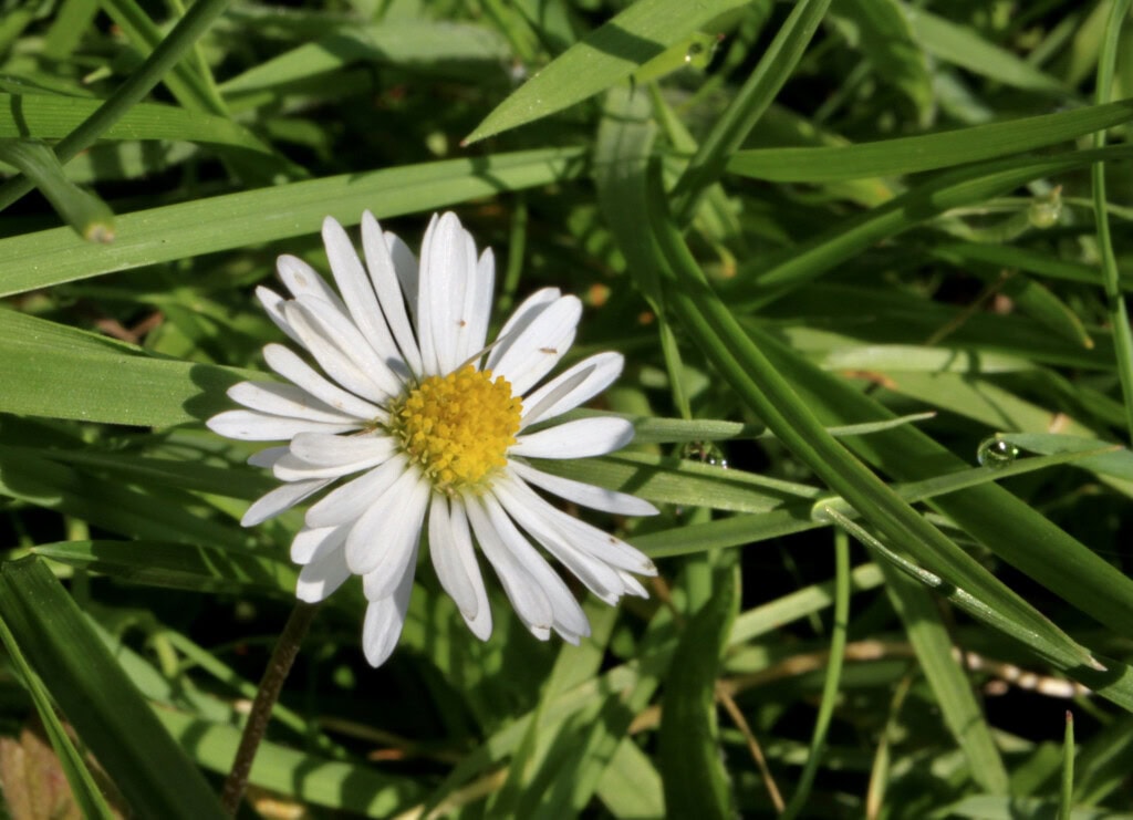 Daisy