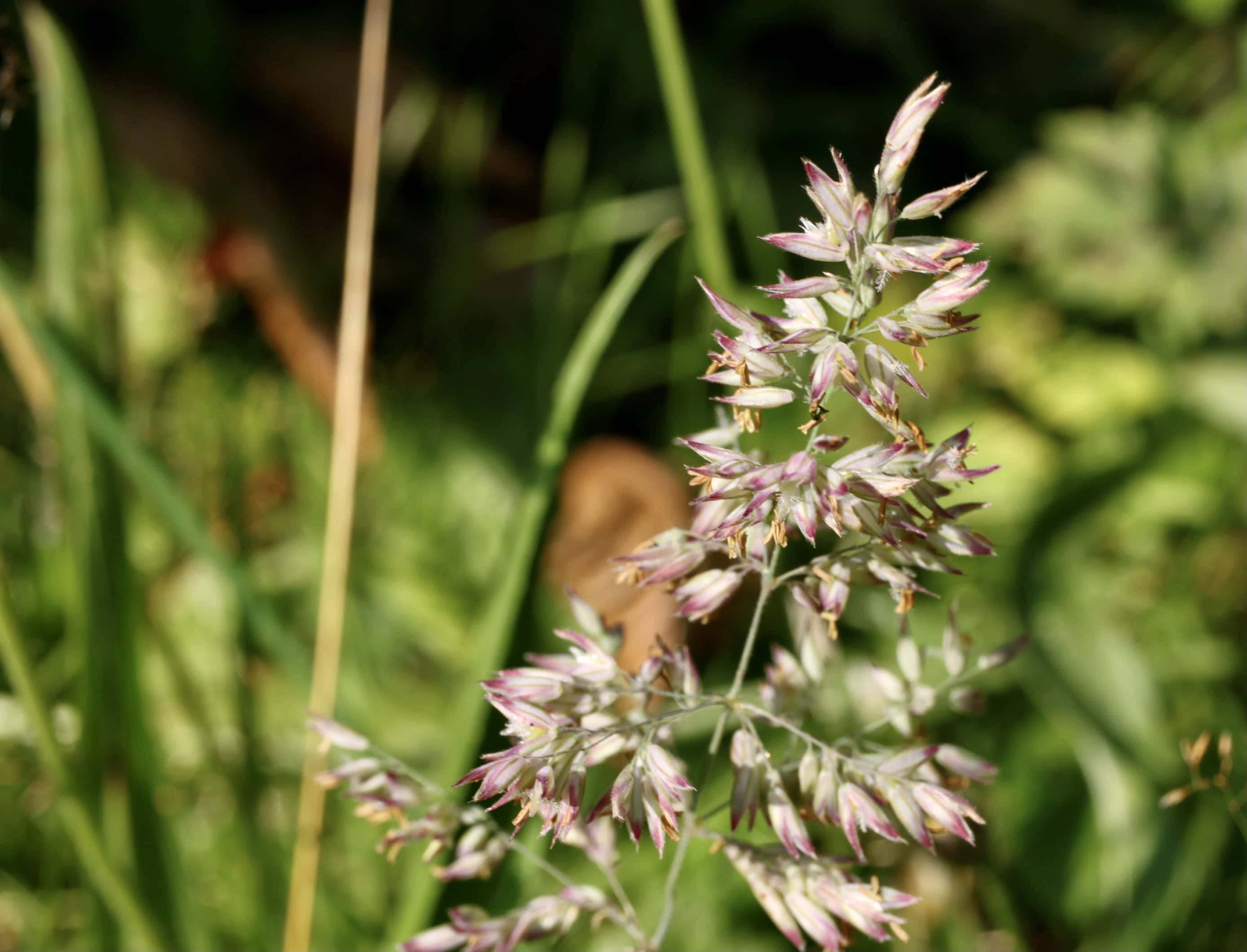 Meadow Grass — FOTD Aug 31
