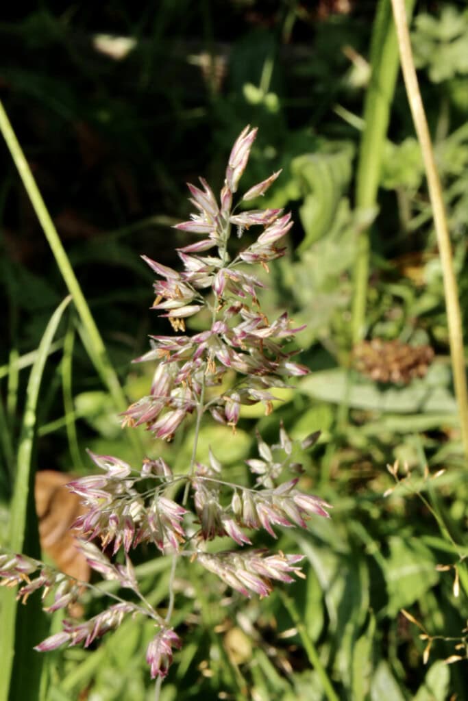 Meadow grass