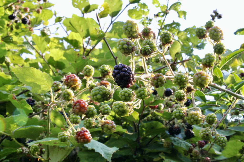 Brambles