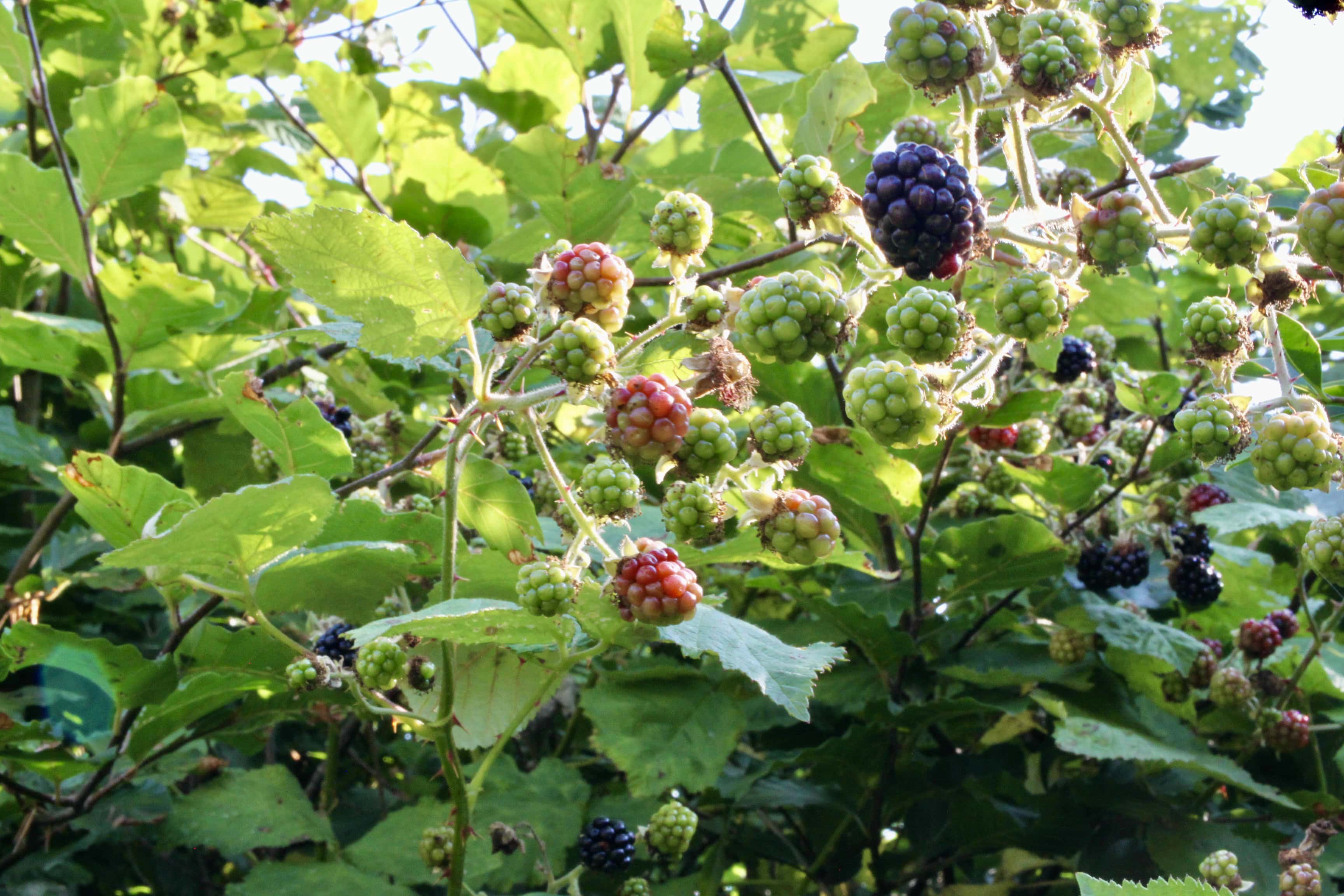 Brambles — FOTD Aug 28