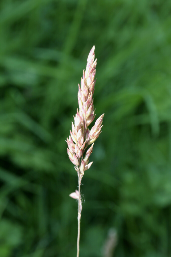 Meadow Grass