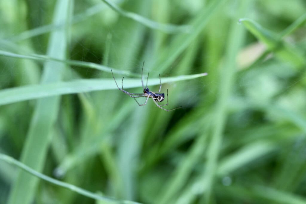 Spider