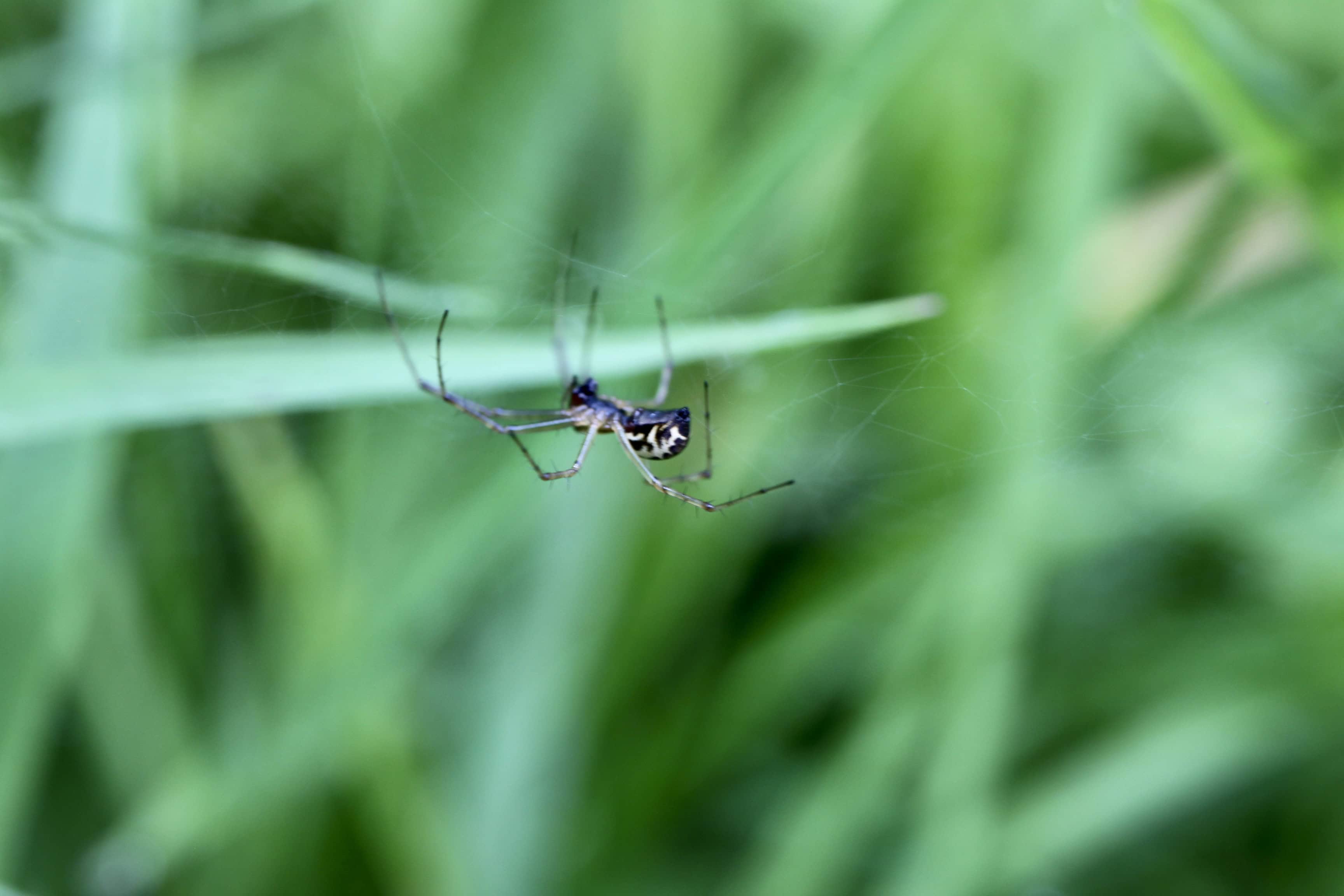 Spider — Macro Monday Aug 30