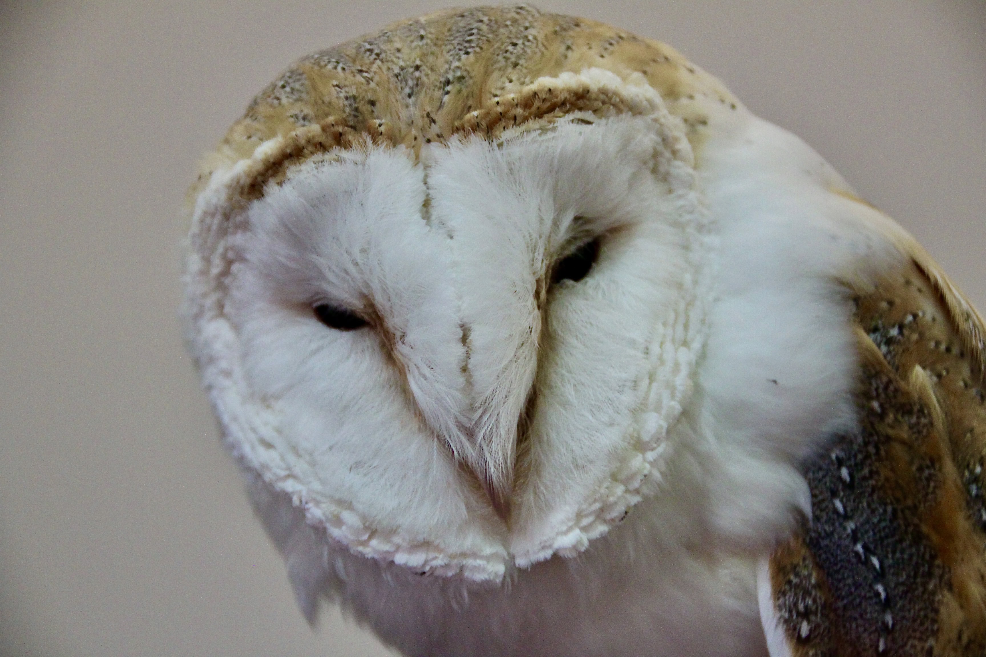 Barn Owl — Monday Portrait Aug 09