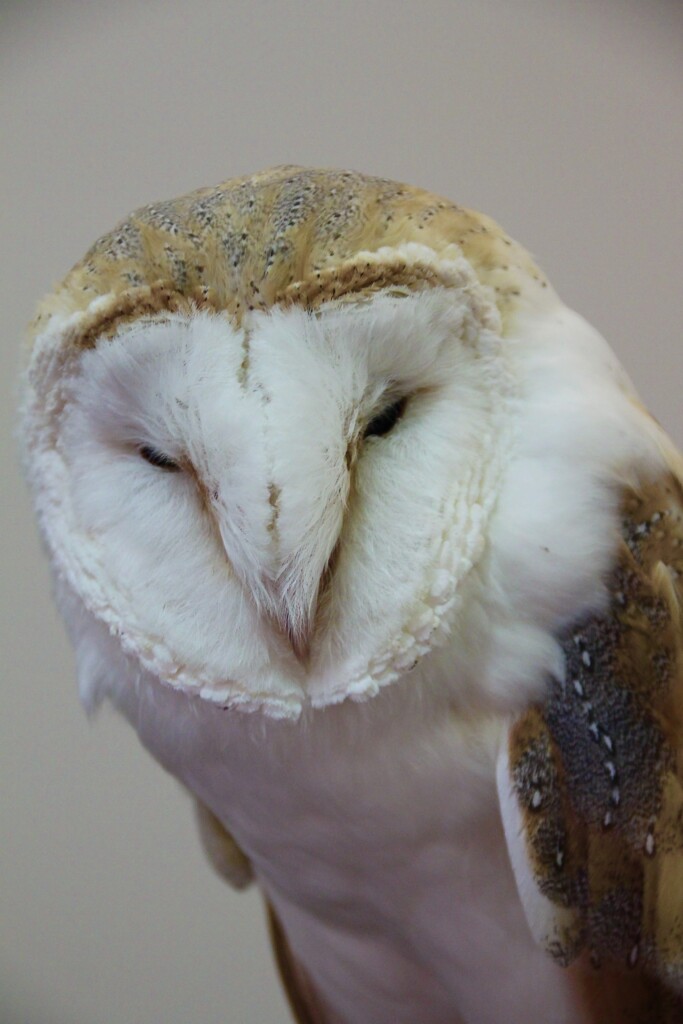 Barn Owl