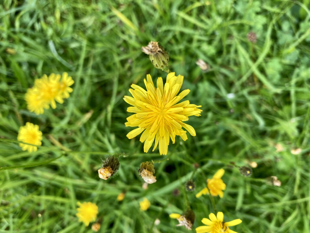 Dandelions