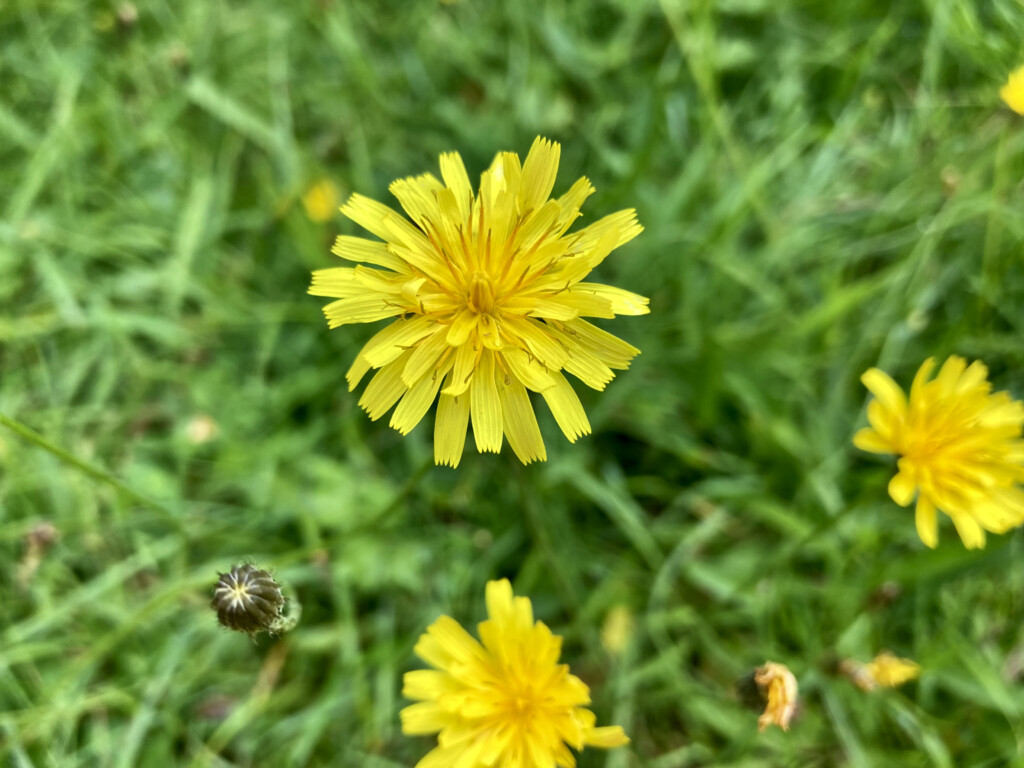 Dandelions