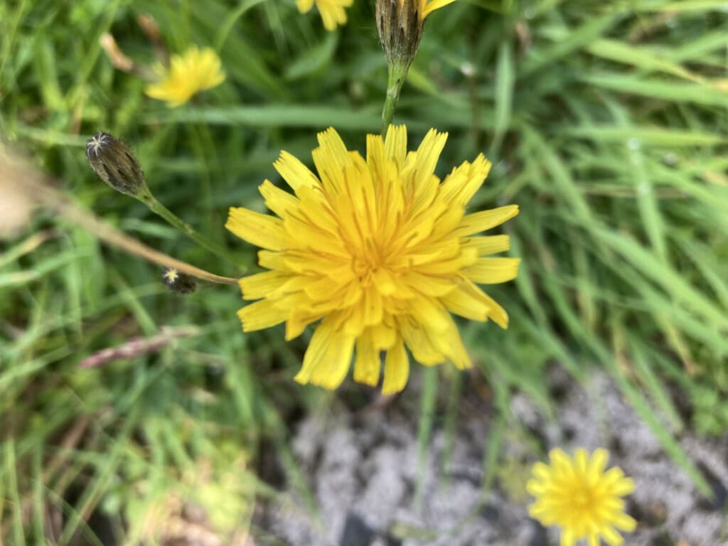 Dandelions