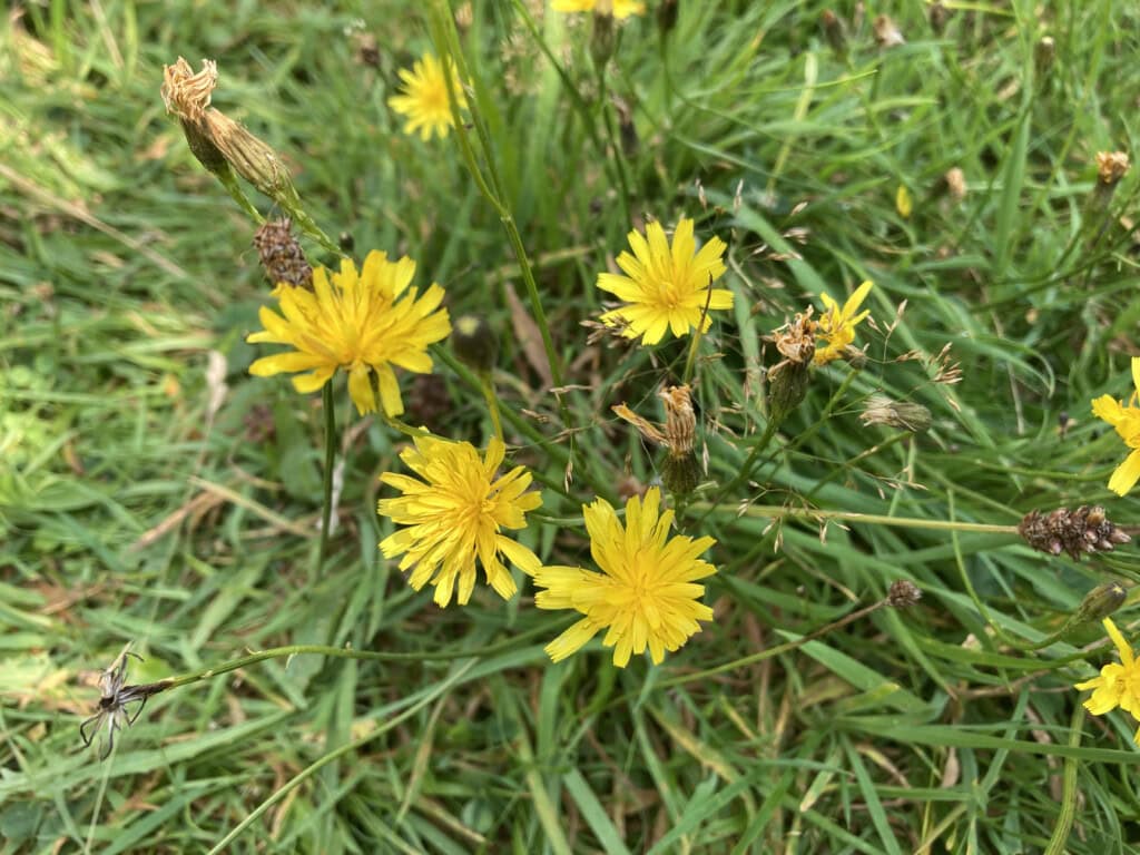 Dandelions