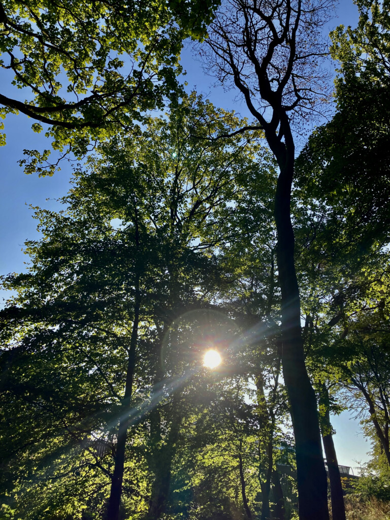 Sun through the trees