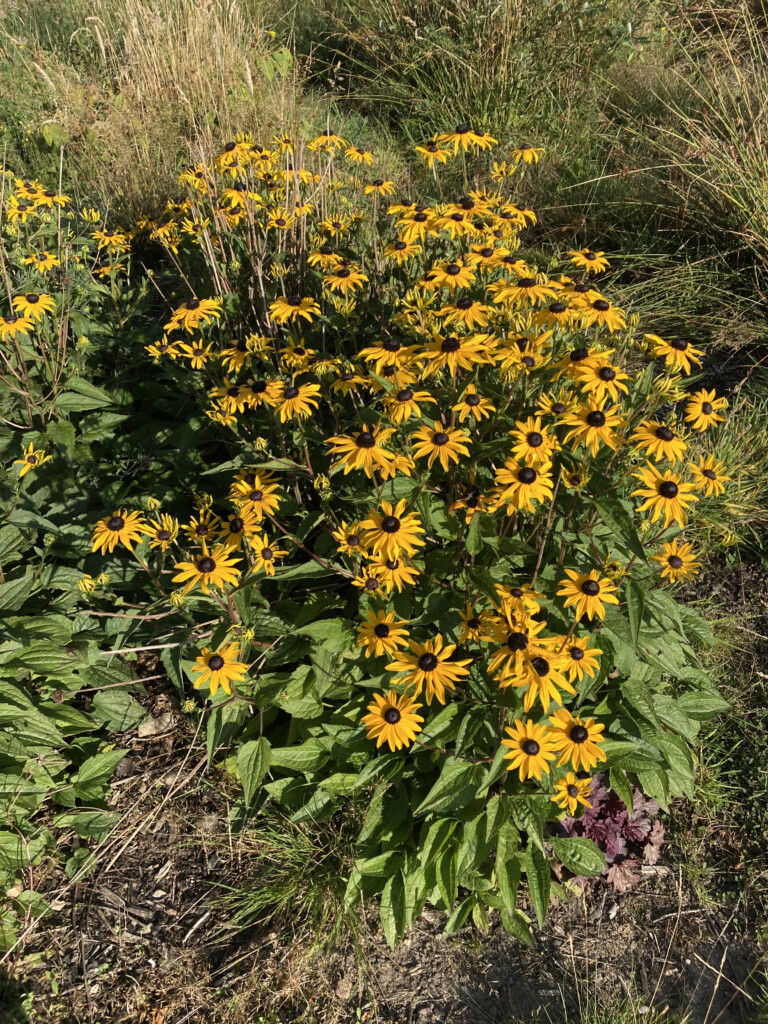 Black eyed susans
