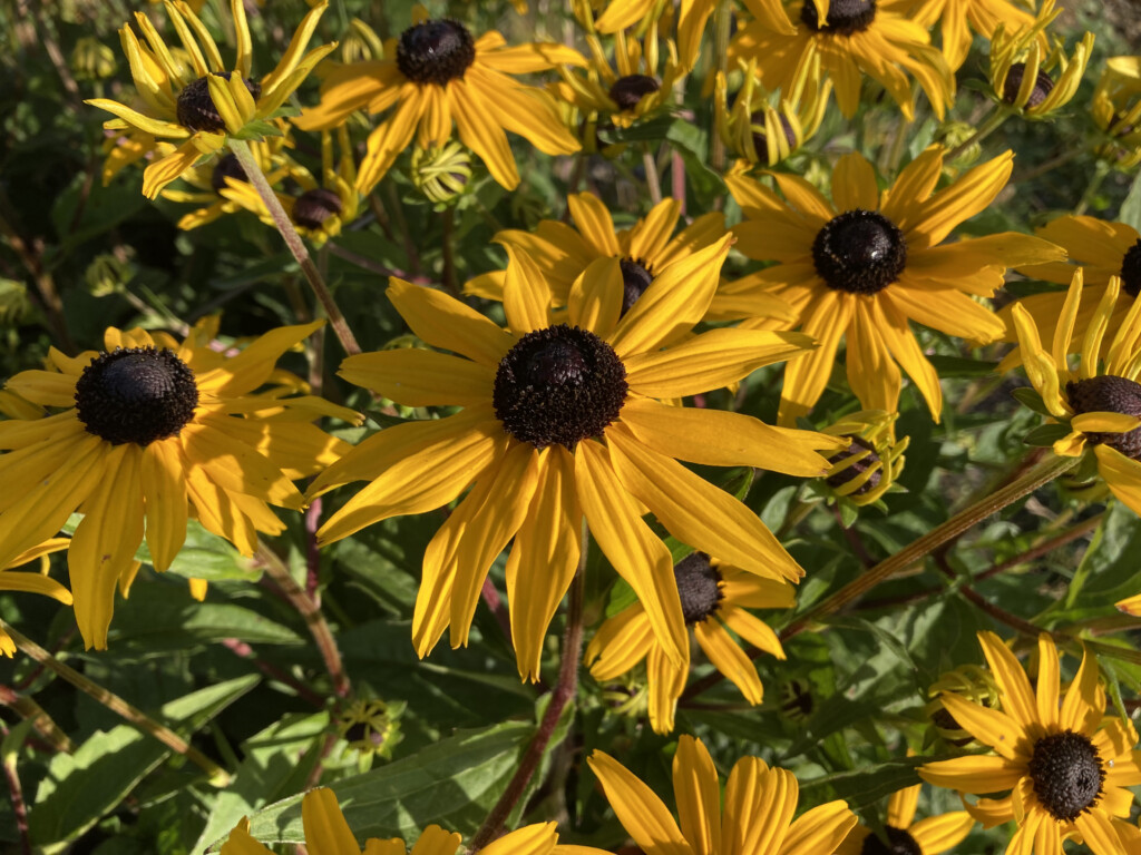 Black-eyed Susans