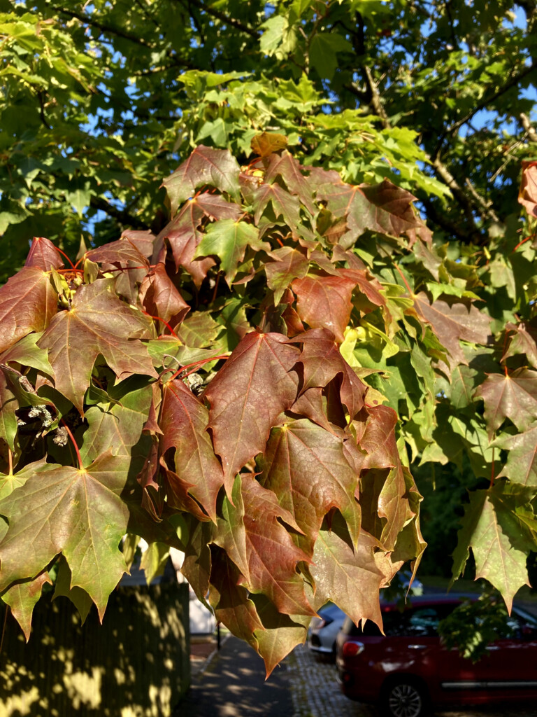 Changing leafs