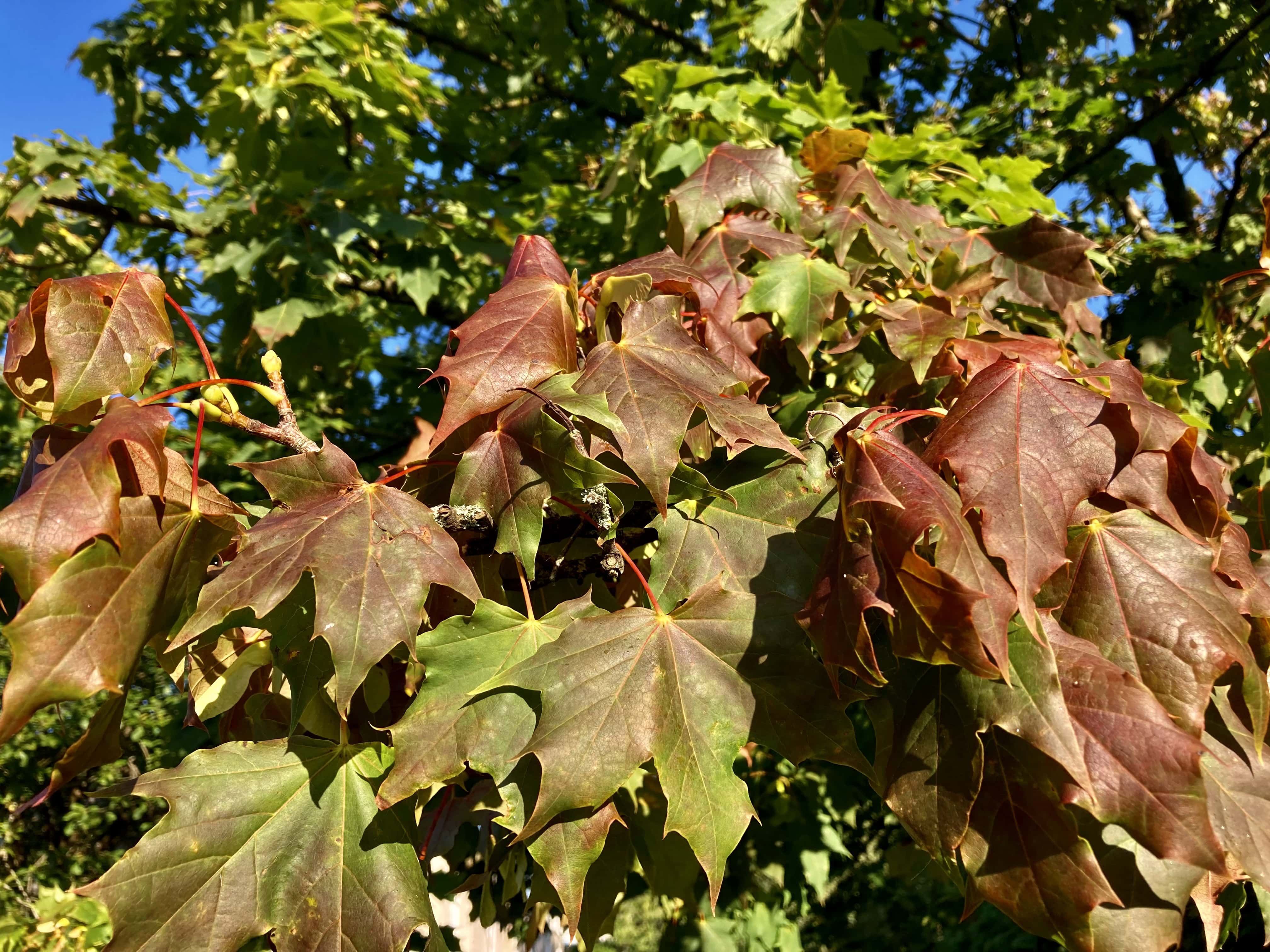 Leafs Changing, Autumn’s Almost Upon Us.