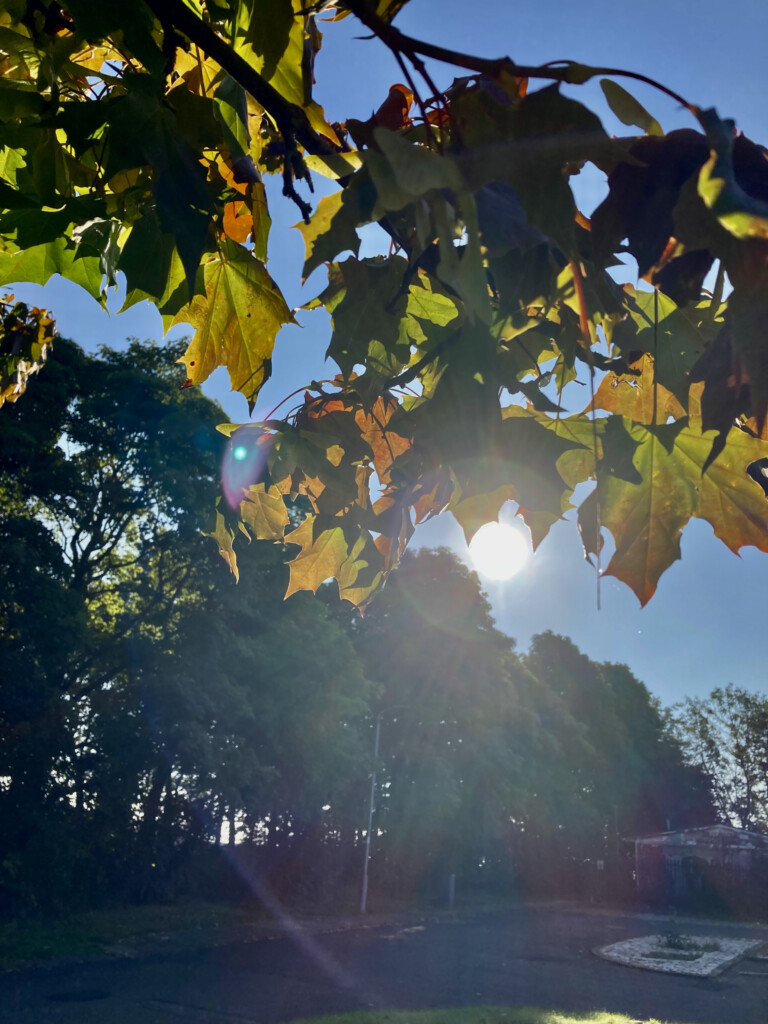 Sun through the leafs