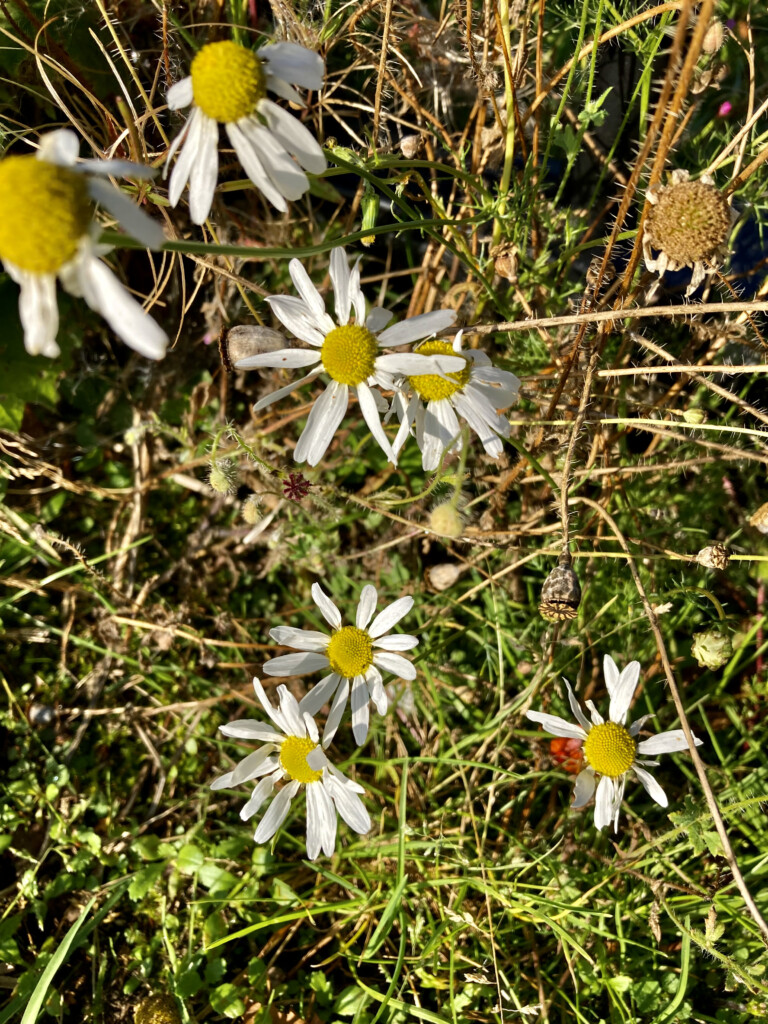 Asters