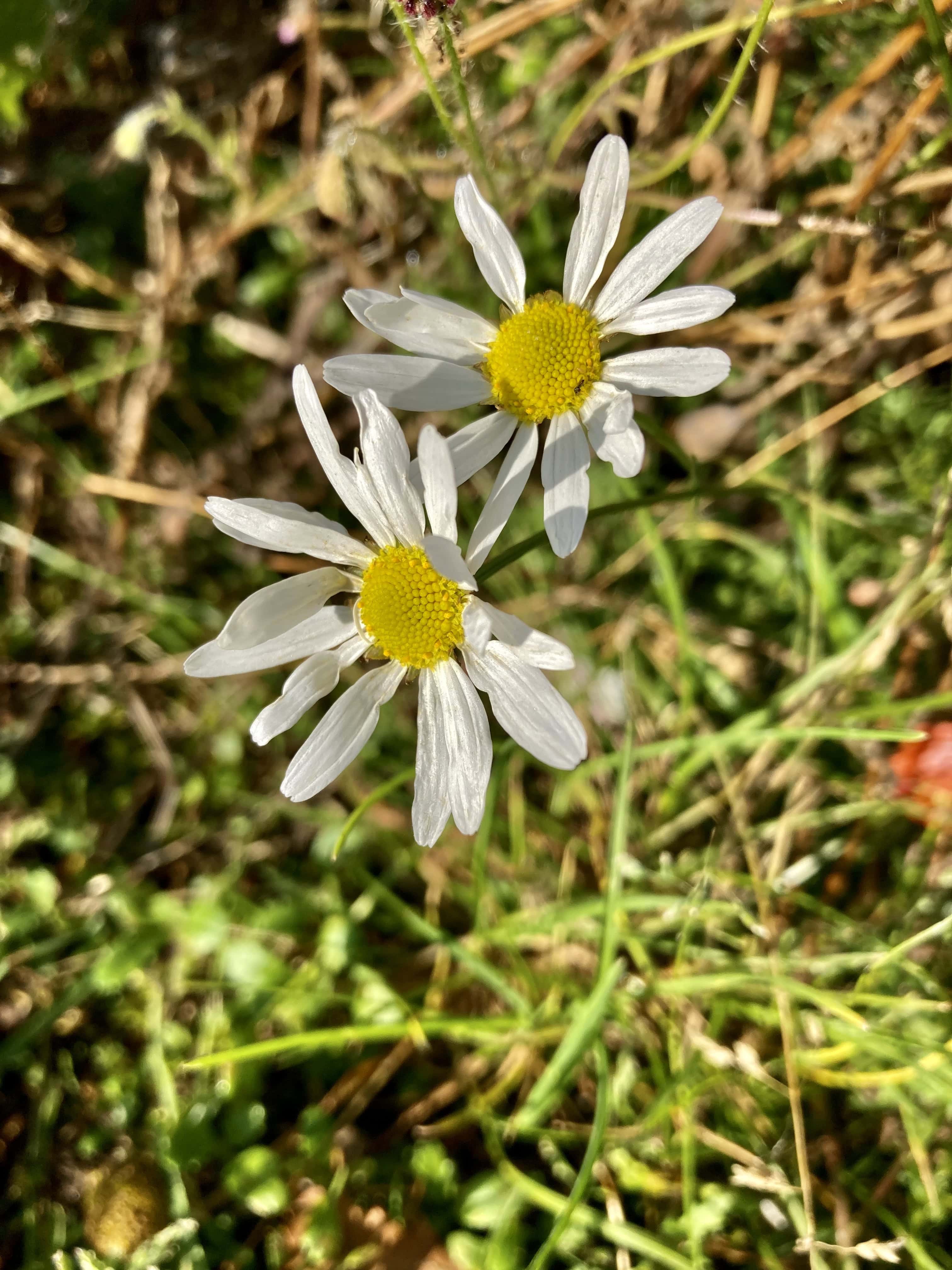 Asters — FOTD Sep 06