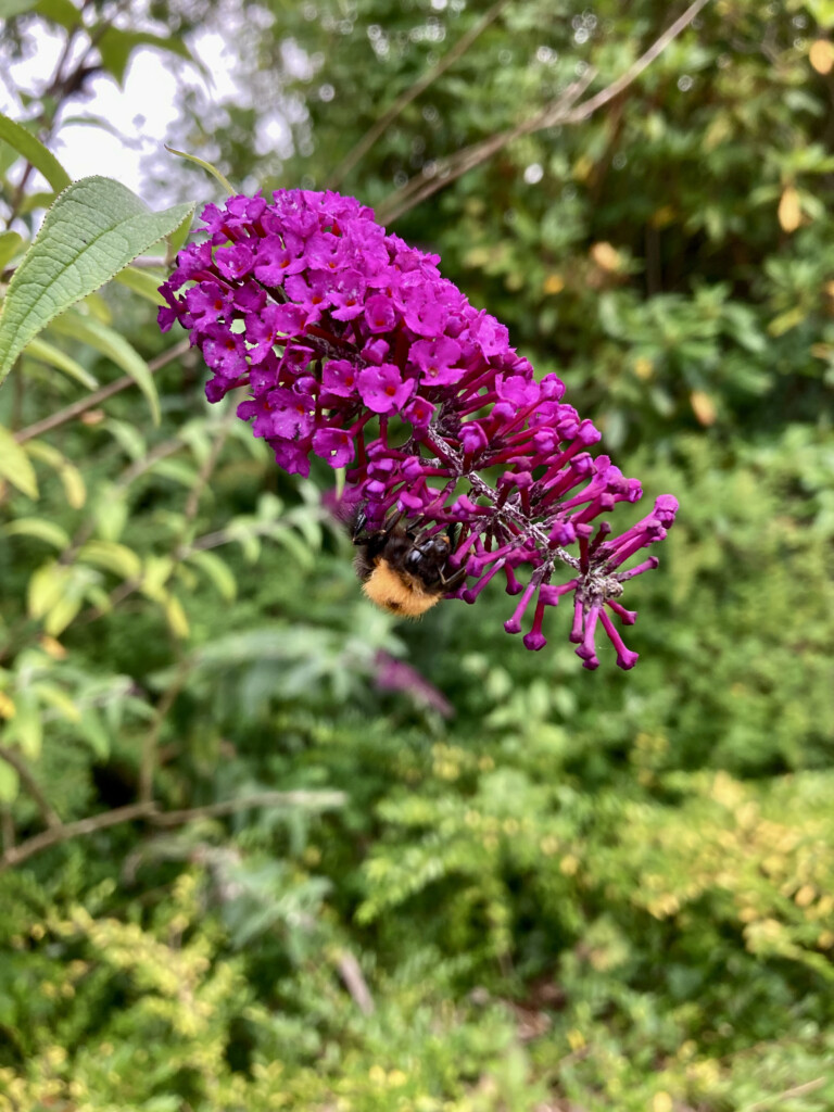 Butterfly bush & bee