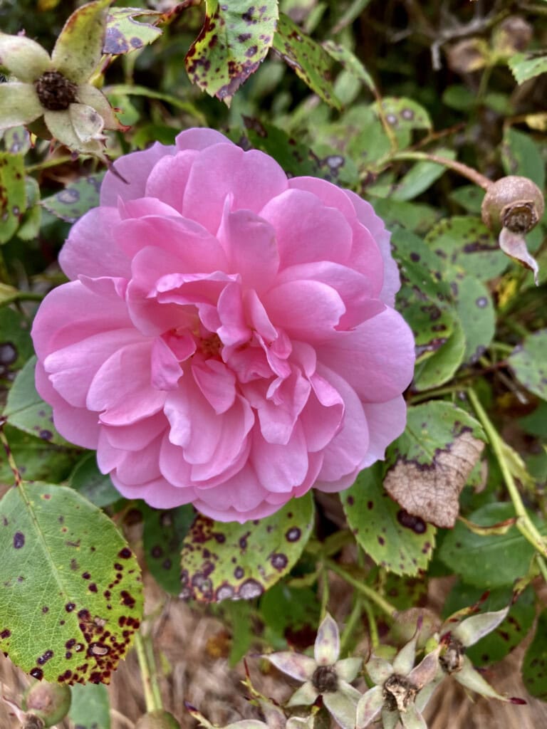 Pink rose