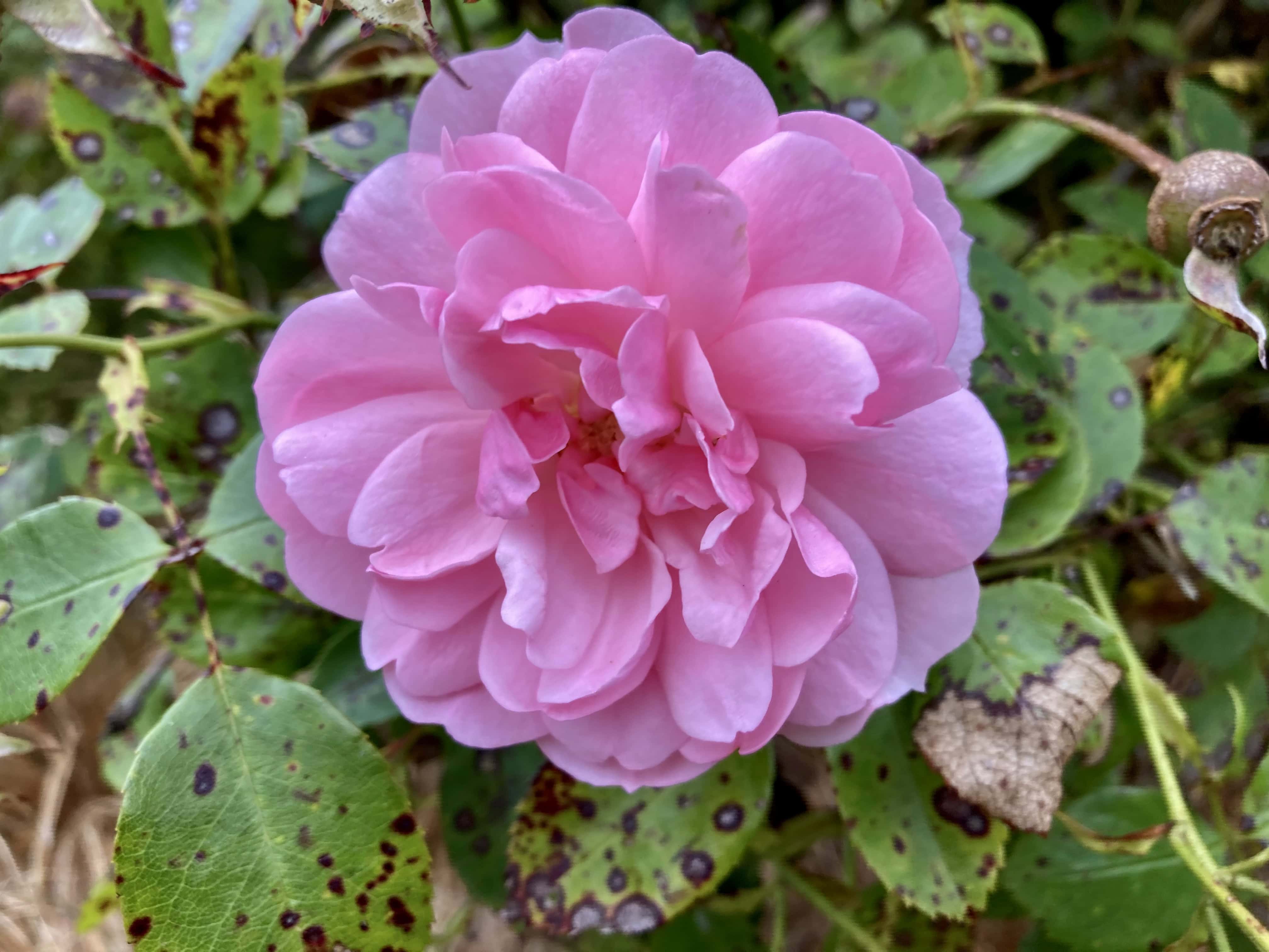 Pink Rose — FOTD Sep 05