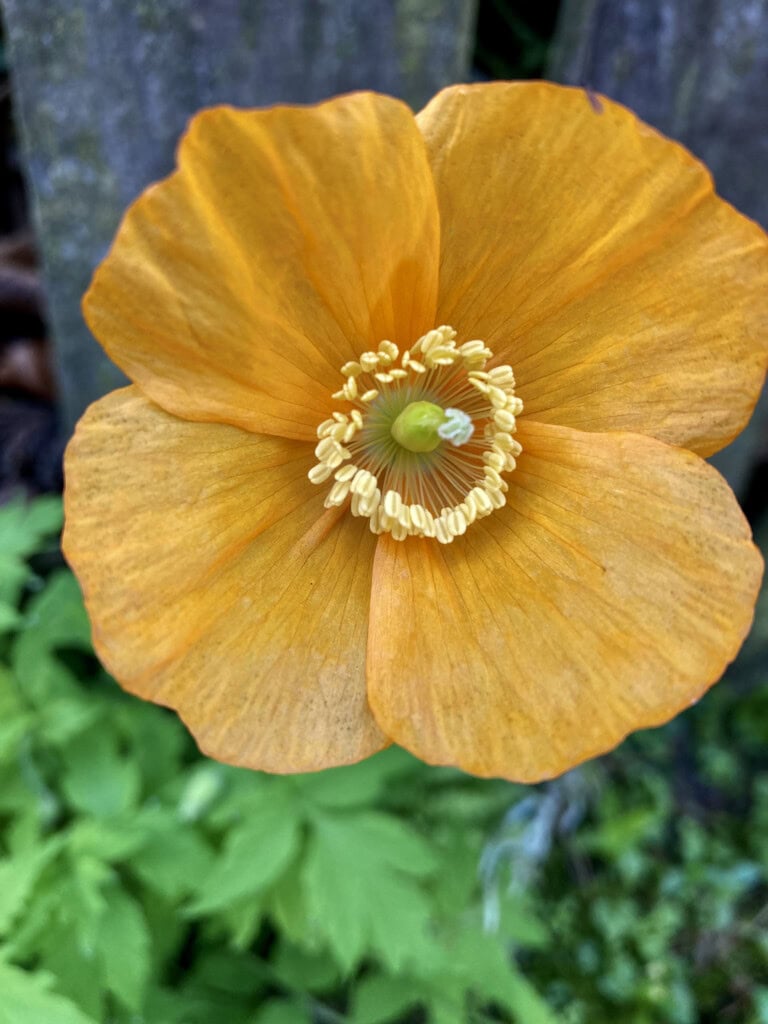 Yellow poppy