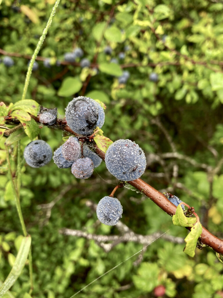 Sloe berries