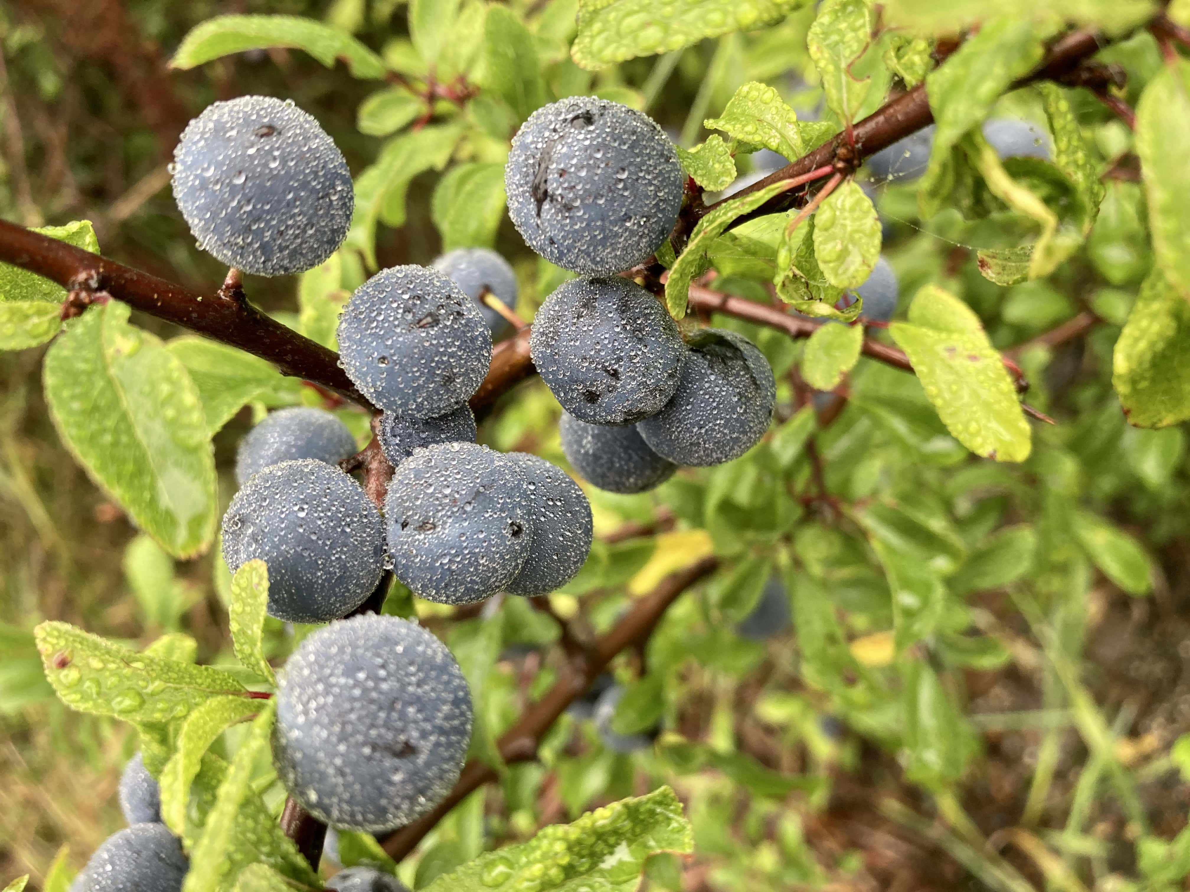 sloe berries — FOTD Sep 25