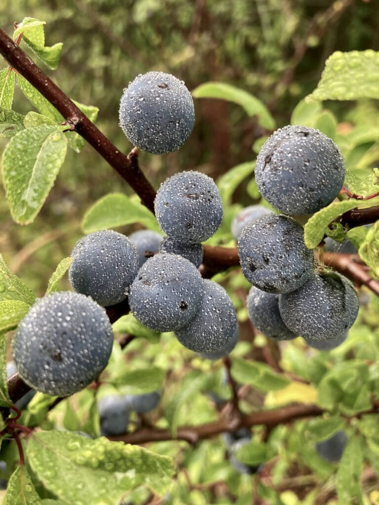 sloe berries