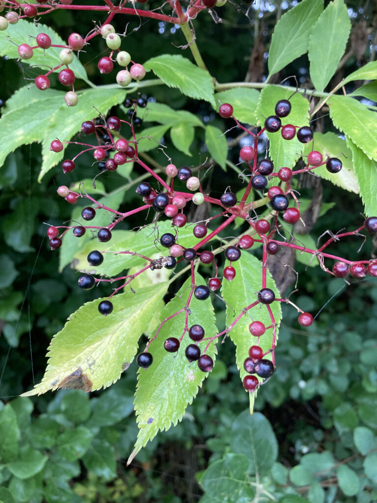 Elderberries