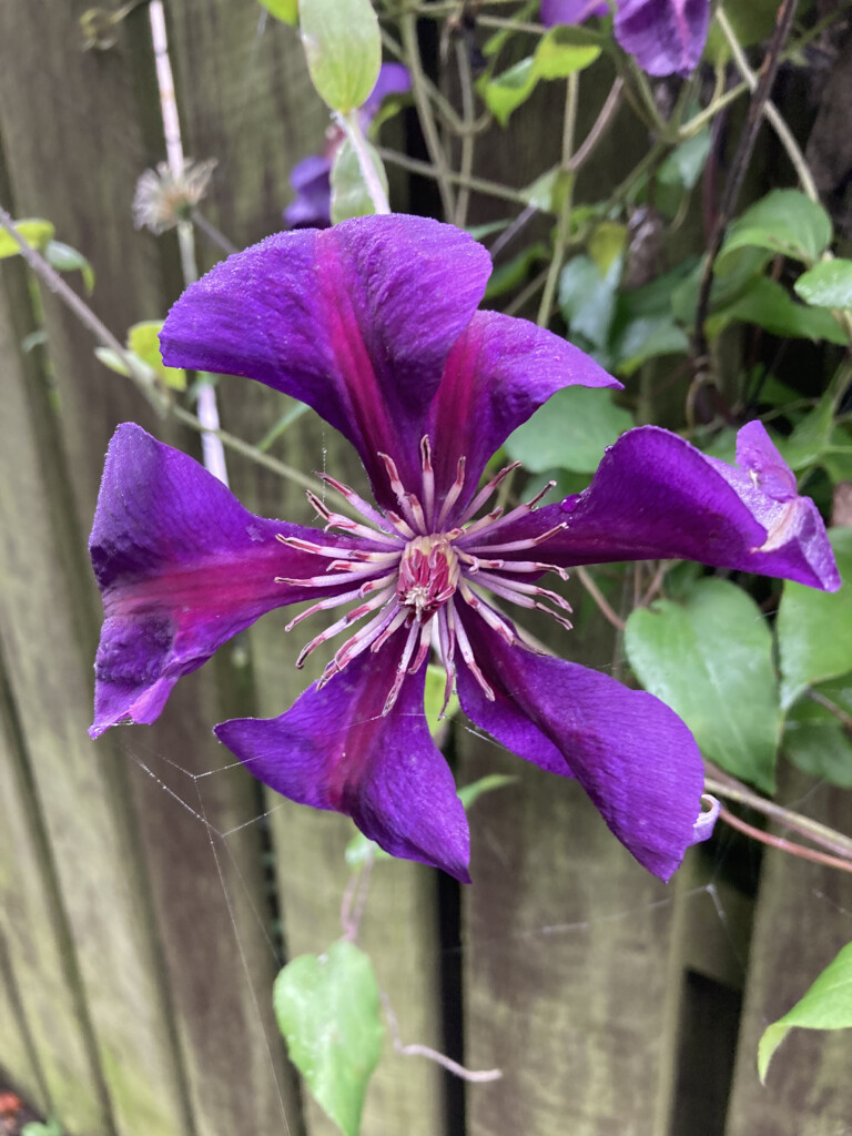 Clematis