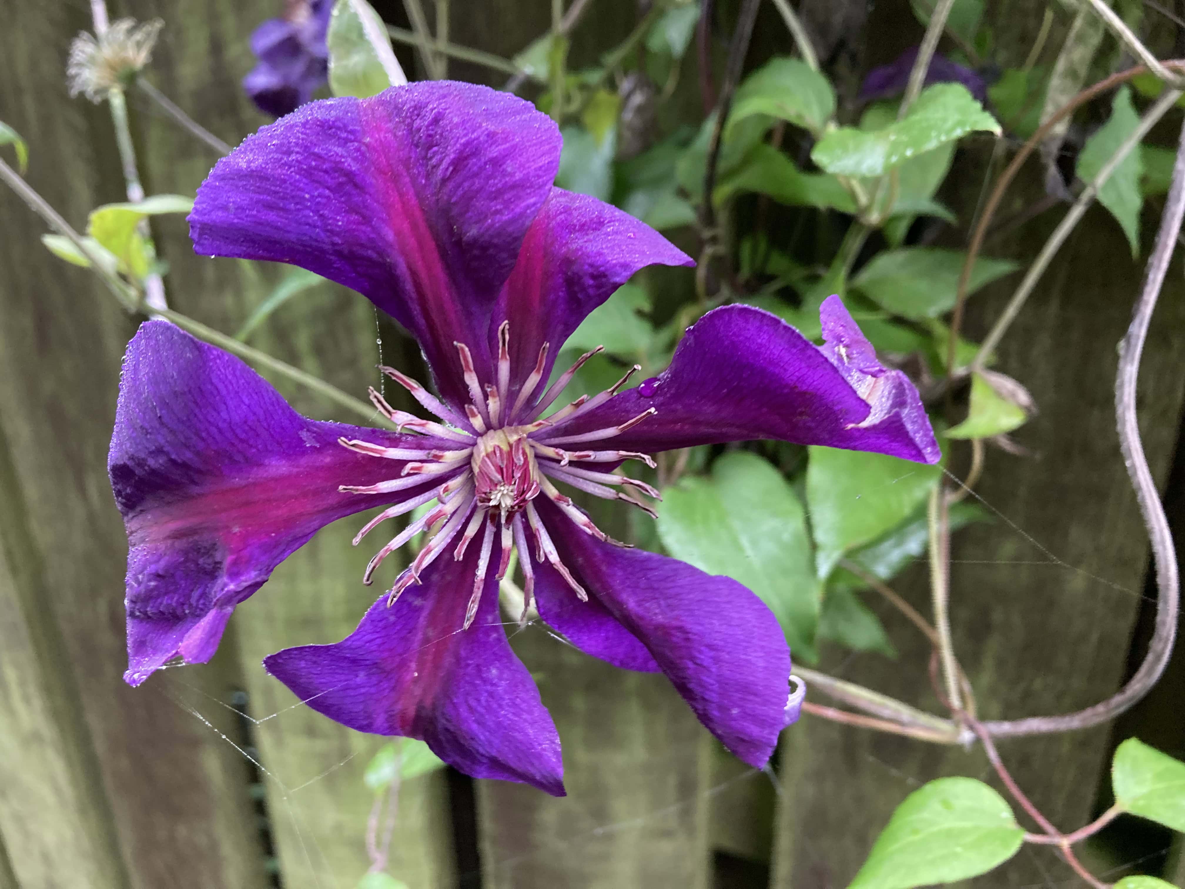 Clematis — FOTD Sep 23